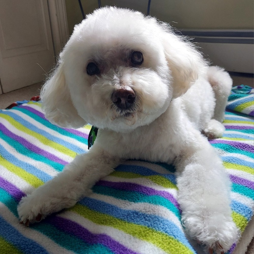 Meet your Posher, Posh